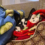 Diesel is registered to the contest to win money with this photo: dog, blanket, couch, pattern, cozy, indoor, pet, resting, colorful, soft, fur, snuggled, fabric, comfort, relaxation, animal, home, warm, texture, sleeping