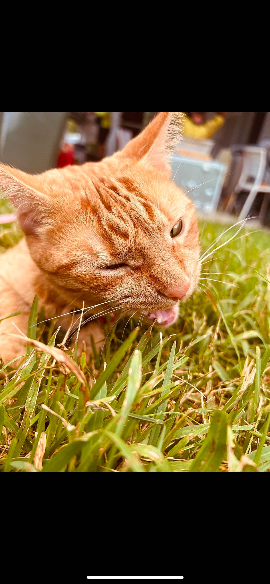 Dixie joined the competition — help win amazing prizes! carnivore, cat, domestic_short_haired_cat, fawn, felidae, fur, grass, happy, plant, sitting, small_to_medium_sized_cats, snout, tail, terrestrial_animal, tree, whiskers, wildlife, wrinkle