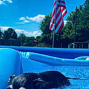 Princess Bartlett is registered to the contest to win money with this photo: animal, architecture, building, canine, dog, flag, grass, leisureactivities, outdoors, person, pet, pool, puppy, shelter, sport, summer, swimming, swimmingpool, water, watersports