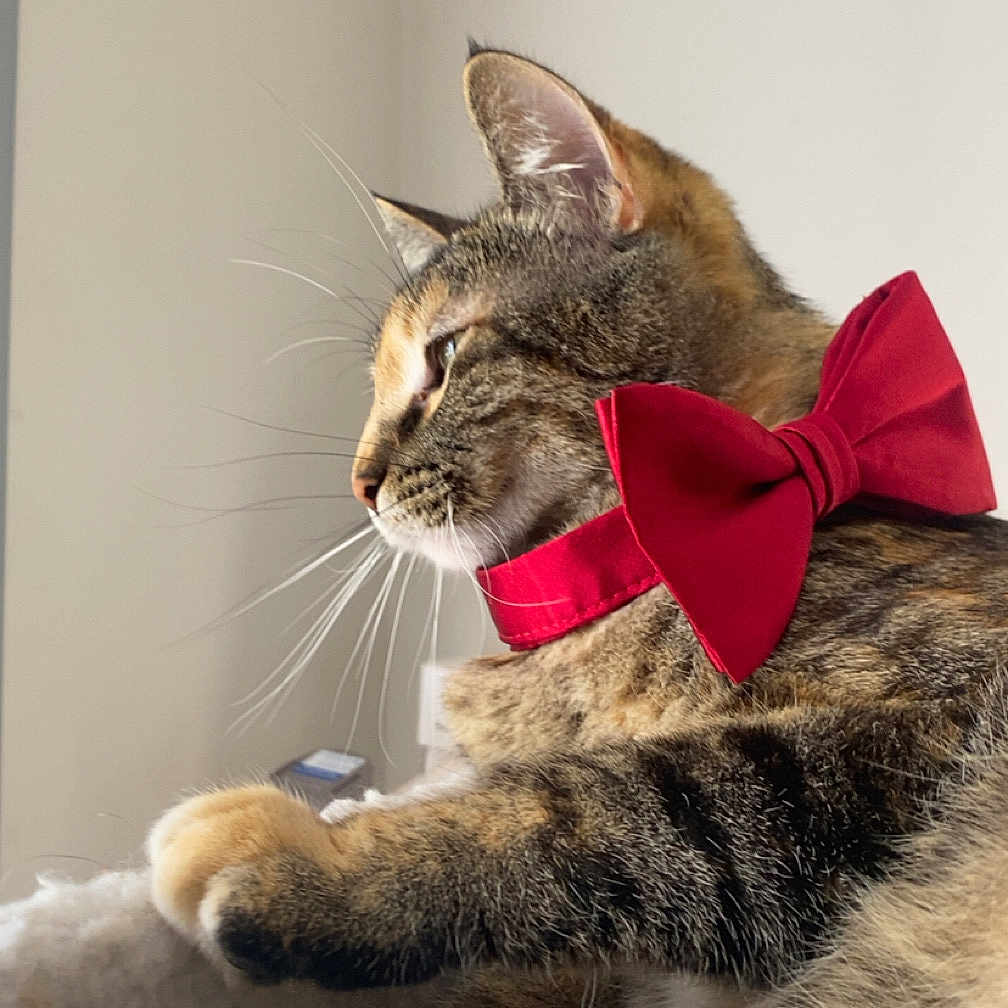 Zarya is registered to the contest to win money with this photo: cat, tabby, red_bow_tie, pet, feline, whiskers, fur, relaxed, indoor, soft_surface, close_up, side_view, domestic_animal, cute, animal, portrait, cozy, resting, comfortable, elegant