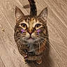 Zarya is registered to the contest to win money with this photo: cat, tabby, wooden_floor, pet, animal, indoor, looking_up, mushroom_stickers, cute, whiskers, tail, collar, feline, playful, domestic_animal, close_up, flooring, brown, orange, striped
