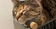 Zarya joined the competition — help win amazing prizes! cat, tabby, sleeping, basket, shadow, wall, indoor, pet, resting, cozy, feline, collar, peaceful, closeup, texture, quiet, comfortable, domestic, animal, home