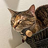 cat, tabby, sleeping, basket, shadow, wall, indoor, pet, resting, cozy, feline, collar, peaceful, closeup, texture, quiet, comfortable, domestic, animal, home