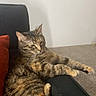 Zarya is registered to the contest to win money with this photo: cat, tabby_cat, couch, armrest, orange_cushion, carpet, wall, framed_pictures, decorations, indoor, pet, relaxed, stretching, feline, fur, whiskers, tail, living_room, comfortable, resting