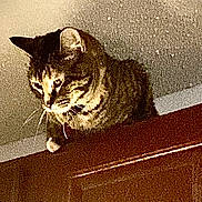 Zarya is registered to the contest to win money with this photo: cat, tabby, indoor, curious, perched, cabinet, feline, animal, pet, looking_down, ears, whiskers, fur, mammal, domestic, household, portrait, closeup, indoor_lighting, ceiling