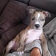 Mazy a rejoint le concours — aidez-le/la à gagner de superbes lots ! arm, blanket, brown, canine, comfort, couch, cozy, dog, fur, furniture, home, indoor, person, pet, pillow, puppy, relaxed, resting, spotted, white