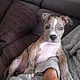 arm, blanket, brown, canine, comfort, couch, cozy, dog, fur, furniture, home, indoor, person, pet, pillow, puppy, relaxed, resting, spotted, white