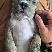Mazy a rejoint le concours — aidez-le/la à gagner de superbes lots ! puppy, dog, pet, cute, lap, hand, scratch, relaxed, furry, animal, young, brown, white, ears, paws, claws, skin, person, casual, indoor
