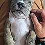 puppy, dog, pet, cute, lap, hand, scratch, relaxed, furry, animal, young, brown, white, ears, paws, claws, skin, person, casual, indoor