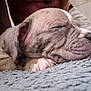 Mazy a rejoint le concours — aidez-le/la à gagner de superbes lots ! puppy, sleeping, dog, close_up, paw, pet, fur, resting, cute, animal, indoors, blanket, soft, peaceful, young, mammal, nose, whiskers, ears, relaxed