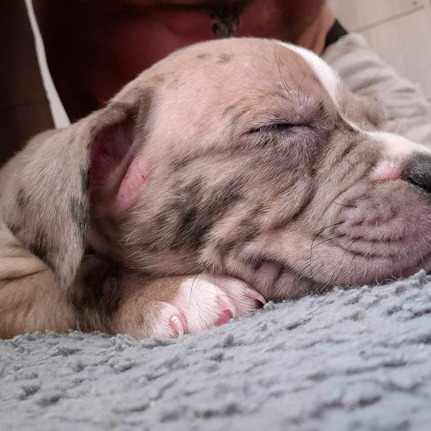 Mazy a rejoint le concours — aidez-le/la à gagner de superbes lots ! animal, blanket, close_up, cute, dog, ears, fur, indoors, mammal, nose, paw, peaceful, pet, puppy, relaxed, resting, sleeping, soft, whiskers, young