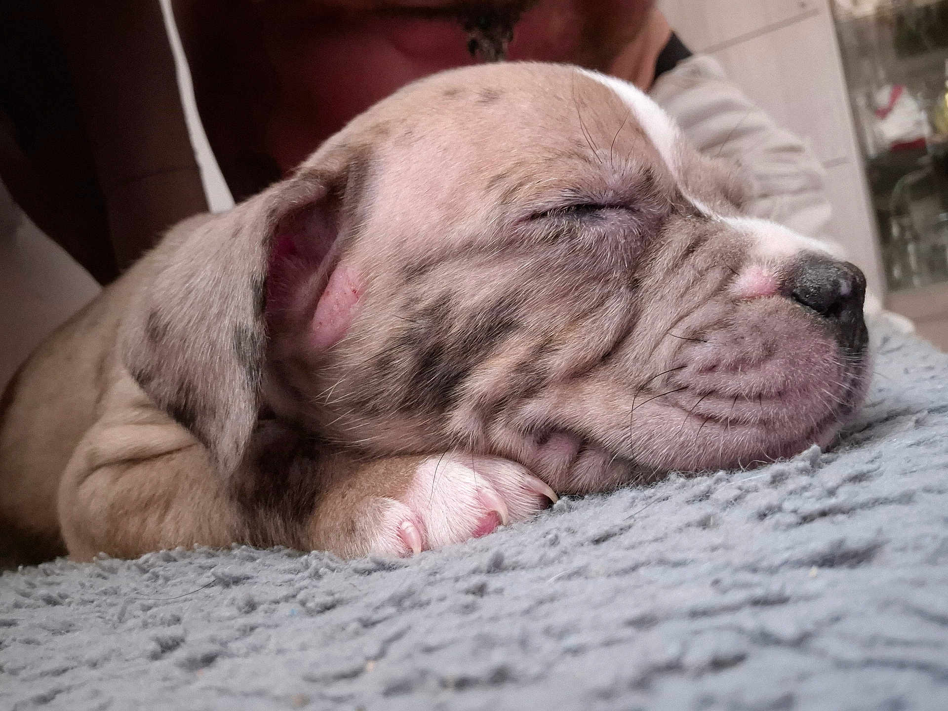 Mazy a rejoint le concours — aidez-le/la à gagner de superbes lots ! puppy, sleeping, dog, close_up, paw, pet, fur, resting, cute, animal, indoors, blanket, soft, peaceful, young, mammal, nose, whiskers, ears, relaxed