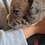 Mazy a rejoint le concours — aidez-le/la à gagner de superbes lots ! animal, brown, calm, close_up, clothing, cozy, cute, dog, fur, gray, human_arm, indoor, pet, portrait, puppy, resting, soft, texture, young, zipper
