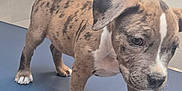 Mazy a rejoint le concours — aidez-le/la à gagner de superbes lots ! animal, brindle, canine, clinic, curious, dog, ears, floor, indoor, metal, nose, paws, pet, puppy, short_hair, standing, table, veterinary, white_markings, young