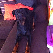 Sanka participe au concours pour gagner de l'argent avec cette photo : dog, rottweiler, couch, pillow, indoor, pet, animal, relaxed, furniture, brown, black, canine, home, resting, domestic, living_room, comfort, laying, fur, paw