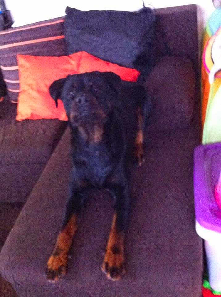 Sanka participe au concours pour gagner de l'argent avec cette photo : dog, rottweiler, couch, pillow, indoor, pet, animal, relaxed, furniture, brown, black, canine, home, resting, domestic, living_room, comfort, laying, fur, paw