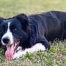 Sunny participe au concours pour gagner de l'argent avec cette photo : dog, border_collie, black_and_white, tongue_out, grass, outdoor, pet, canine, lying_down, happy, playful, animal, mammal, ears, fur, tongue, nature, summer, close_up, friendly