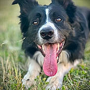 Sunny a rejoint le concours — aidez-le/la à gagner de superbes lots ! dog, border_collie, tongue_out, happy, grass, outdoor, pet, animal, ears, black_and_white, canine, nature, close_up, lying_down, muzzle, fur, playful, summer, portrait, friendly