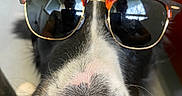 Sunny participe au concours pour gagner de l'argent avec cette photo : dog, close_up, sunglasses, black_and_white, nose, reflection, indoor, pet, animal, eyewear, face, portrait, canine, fashion, accessory, casual, funny, companion, domestic, cute