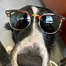 dog, close_up, sunglasses, black_and_white, nose, reflection, indoor, pet, animal, eyewear, face, portrait, canine, fashion, accessory, casual, funny, companion, domestic, cute