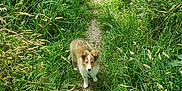 Cooky participe au concours pour gagner de l'argent avec cette photo : animal, canine, curious, dog, field, fur, grass, greenery, leaf, nature, outdoor, path, pet, plant, puppy, small_dog, summer, sunlight, walking_path, young_dog