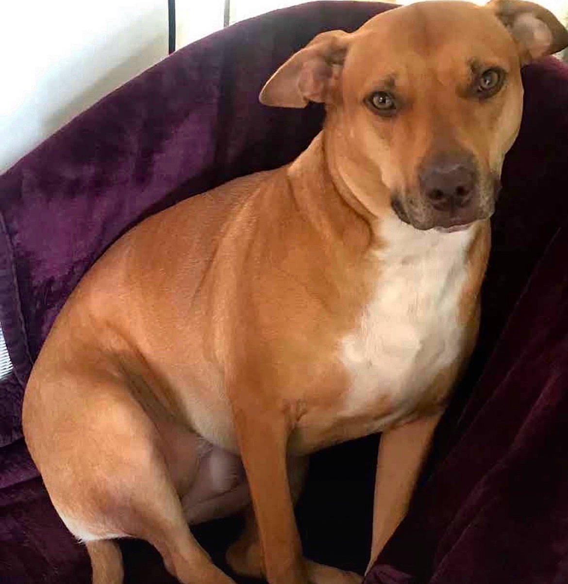 Nala is registered to the contest to win money with this photo: ancient_dog_breeds, canidae, carnivore, collar, comfort, companion_dog, dog, dog_breed, dog_collar, dog_supply, fawn, fur, paw, pet_supply, snout, sporting_group, tail, terrestrial_animal, whiskers, working_animal