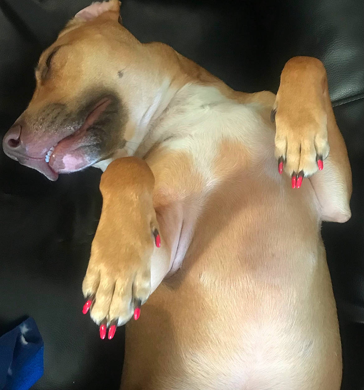 Nala joined the competition — help win amazing prizes! canidae, carnivore, chest, companion_dog, dog, dog_breed, ear, eye, fang, fawn, felidae, fur, jaw, paw, snout, tail, terrestrial_animal, trunk, whiskers, wildlife