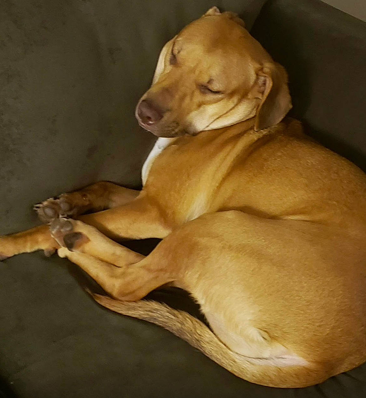 Nala joined the competition — help win amazing prizes! canidae, carnivore, comfort, companion_dog, dog, dog_breed, dog_collar, dog_supply, ear, fawn, liver, paw, pet_supply, snout, sporting_group, tail, terrestrial_animal, whiskers, wood, working_animal