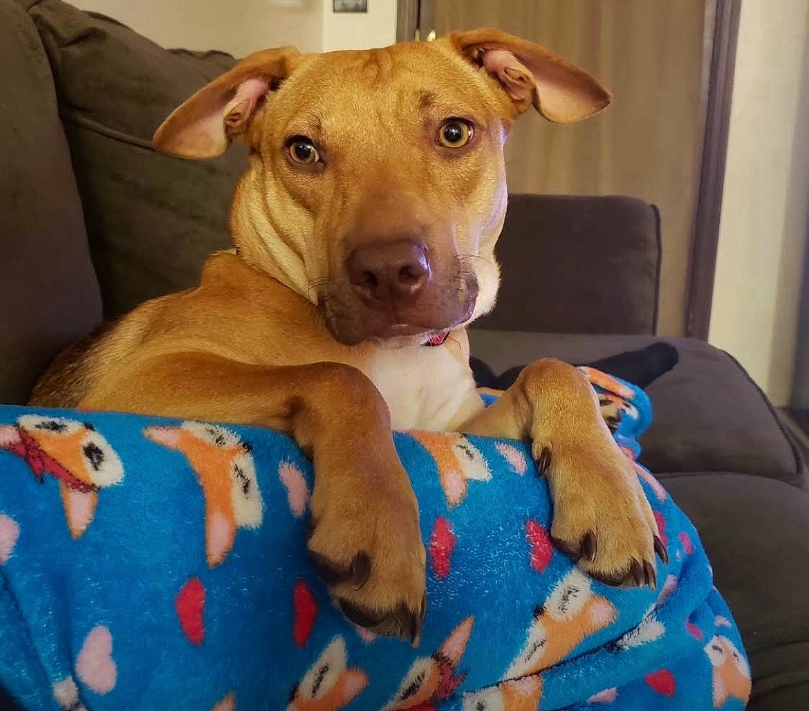 Nala is registered to the contest to win money with this photo: canidae, carnivore, collar, comfort, companion_dog, dog, dog_breed, dog_collar, dog_supply, fawn, fur, linens, liver, paw, pet_supply, snout, sporting_group, whiskers, wood, working_animal