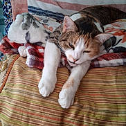 Doubleugly is registered to the contest to win money with this photo: bedspread, blanket, calico, cat, closeup, cozy, cute, domestic_cat, fabric, feline, indoor, lying_down, nap, pattern, paws, portrait, resting, stretching, stripes, whiskers