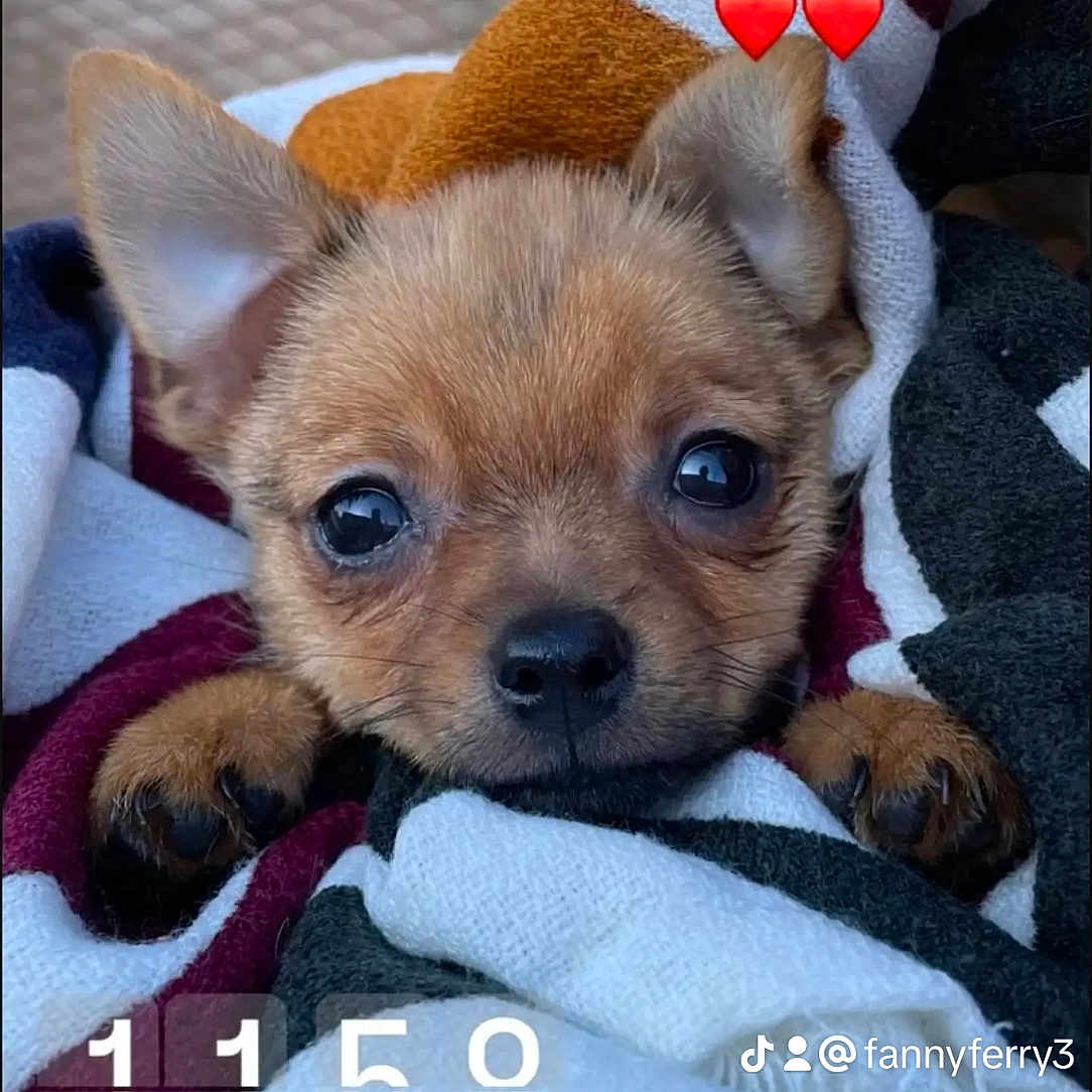 Rio a rejoint le concours — aidez-le/la à gagner de superbes lots ! animal, blanket, canine, chihuahua, dog, envelope, face, greetingcard, head, homedecor, hound, mail, person, pet, puppy, quilt, sleeping, snout, terrier, towel