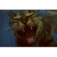 Poia participe au concours pour gagner de l'argent avec cette photo :