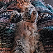 Tesha joined the competition — help win amazing prizes! cat, kitten, tabby, sleeping, fluffy, furry, relaxed, pet, animal, paw, blanket, patterned, cozy, indoor, cute, fur, resting, comfort, domestic, lying_down