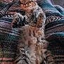 cat, kitten, tabby, sleeping, fluffy, furry, relaxed, pet, animal, paw, blanket, patterned, cozy, indoor, cute, fur, resting, comfort, domestic, lying_down