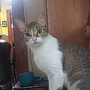 Libby is registered to the contest to win money with this photo: cat, tabby_cat, indoor, pet, feline, curious, sitting, wooden_wall, table, cup, brush, plush_toy, bed, furniture, domestic_animal, looking, whiskers, ears, tail, eyes