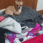 Lacy is registered to the contest to win money with this photo: dog, chihuahua, blanket, clothing, indoor, pile, tan, small_dog, pet, wooden_door, floor, cozy, resting, animal, fur, ears, cute, household, pile_of_blankets, sleeping_spot