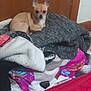 dog, chihuahua, blanket, clothing, indoor, pile, tan, small_dog, pet, wooden_door, floor, cozy, resting, animal, fur, ears, cute, household, pile_of_blankets, sleeping_spot