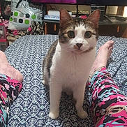 Coner is registered to the contest to win money with this photo: cat, bed, patterned_bedspread, pajamas, person, legs, indoor, furniture, television, remote_control, bag, blanket, living_room, curious, pet, animal, white_and_brown_cat, foot, colorful_clothing, cozy