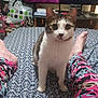 cat, bed, patterned_bedspread, pajamas, person, legs, indoor, furniture, television, remote_control, bag, blanket, living_room, curious, pet, animal, white_and_brown_cat, foot, colorful_clothing, cozy
