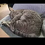 cat, gray_cat, sleeping, curled_up, indoor, blanket, furniture, pet, cozy, resting, fur, tabby, animal, cute, peaceful, home, nap, soft_light, texture, quiet