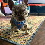 Nala joined the competition — help win amazing prizes! animal, artwork, bandana, blue_bandana, carpet, colorful, cute, decor, dog, ears, floor, french_bulldog, furniture, indoor, living_room, pet, puppy, rug, small_dog, wood_floor