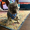 animal, artwork, bandana, blue_bandana, carpet, colorful, cute, decor, dog, ears, floor, french_bulldog, furniture, indoor, living_room, pet, puppy, rug, small_dog, wood_floor