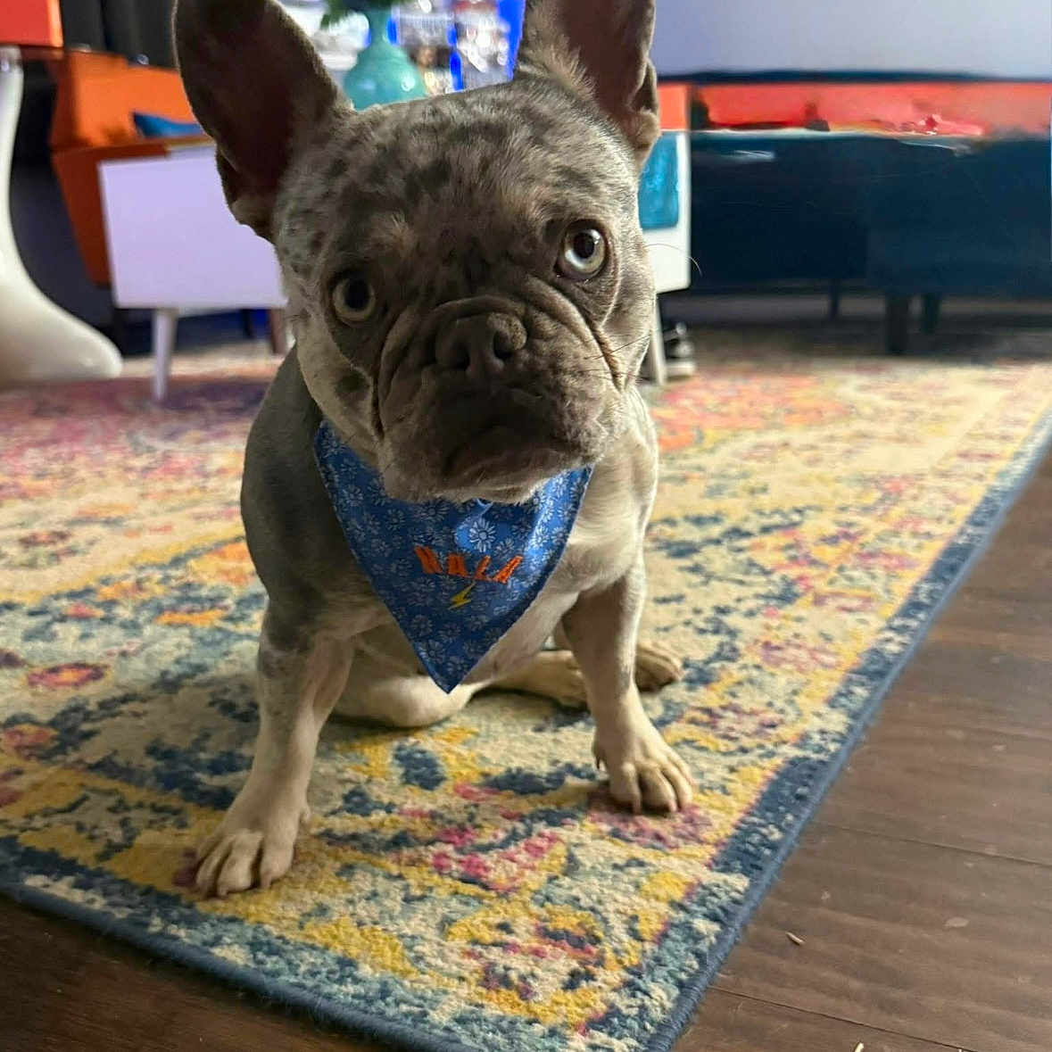 Nala
