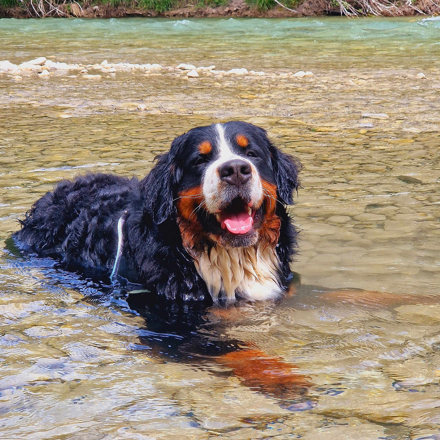 Ultim a rejoint le concours — aidez-le/la à gagner de superbes lots ! animal, bird, canine, cockerspaniel, creek, dog, hound, land, nature, outdoors, pet, plant, pond, puppy, rock, sea, stream, summer, terrier, water