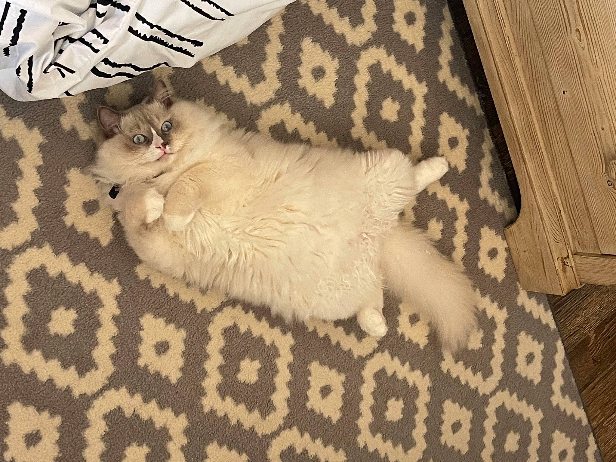 Motu Motu is registered to the contest to win money with this photo: beige, carnivore, carpet, cat, comfort, domestic_short_haired_cat, fawn, felidae, flooring, grey, linens, pattern, paw, rug, small_to_medium_sized_cats, snout, tail, textile, whiskers, wood