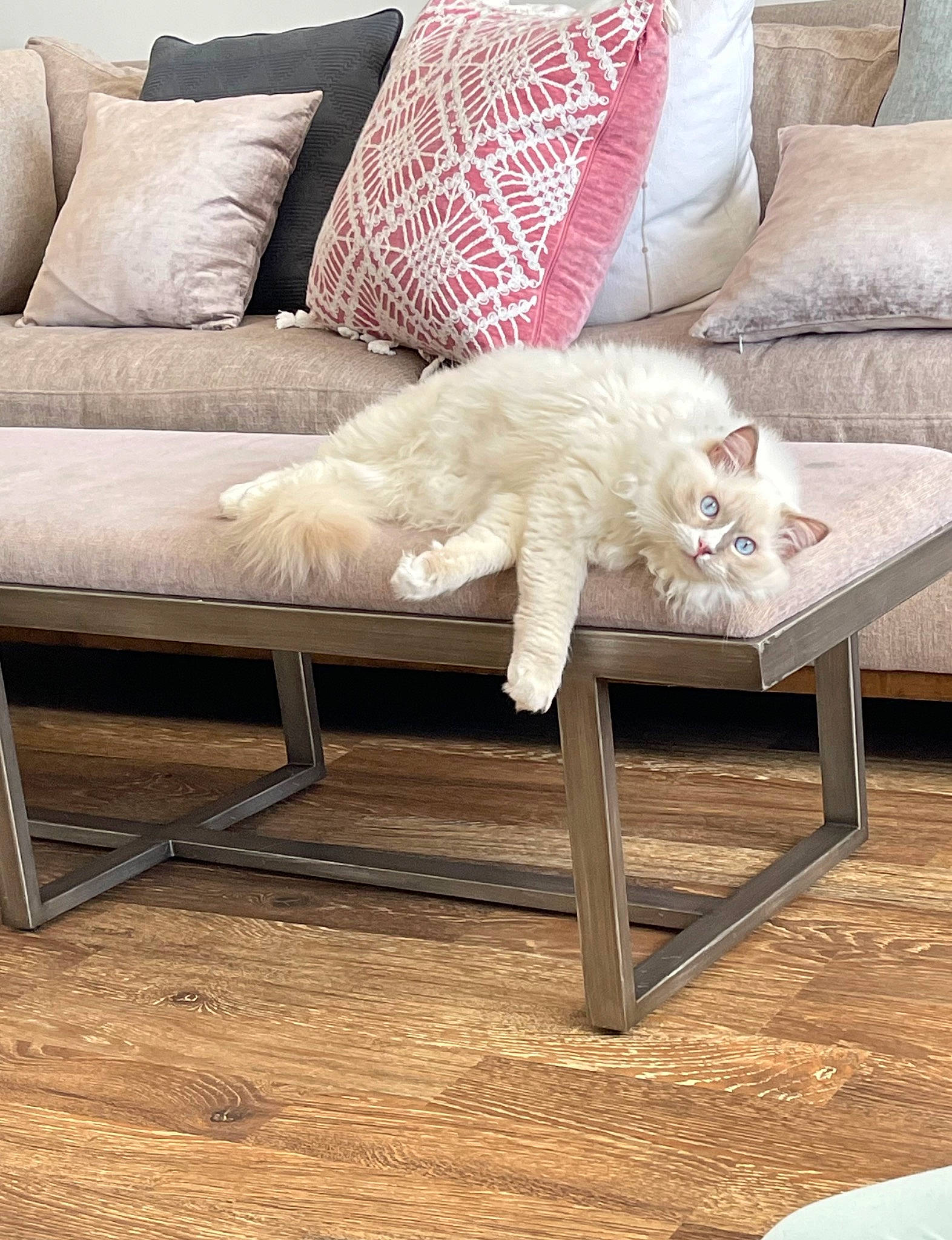 Motu Motu is registered to the contest to win money with this photo: carnivore, cat, comfort, companion_dog, couch, felidae, floor, flooring, furniture, hardwood, interior_design, living_room, outdoor_furniture, rectangle, small_to_medium_sized_cats, studio_couch, textile, whiskers, white, wood