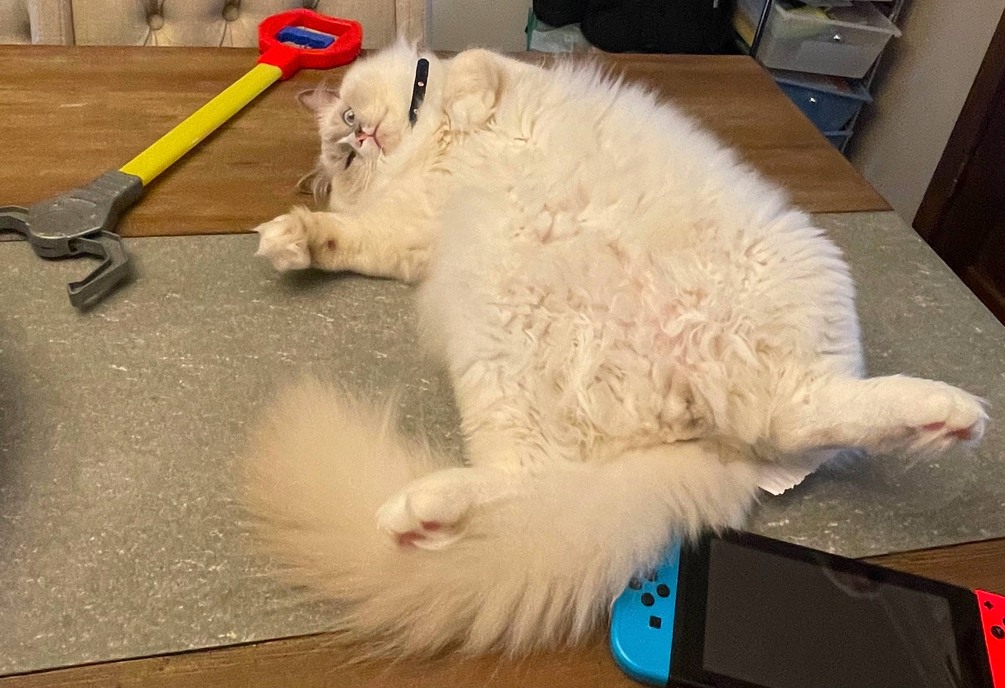 Motu Motu joined the competition — help win amazing prizes! cabinetry, canidae, carnivore, companion_dog, composite_material, dog, dog_breed, drawer, event, felidae, flooring, fur, gas, hardwood, paw, small_to_medium_sized_cats, sporting_group, tail, working_animal