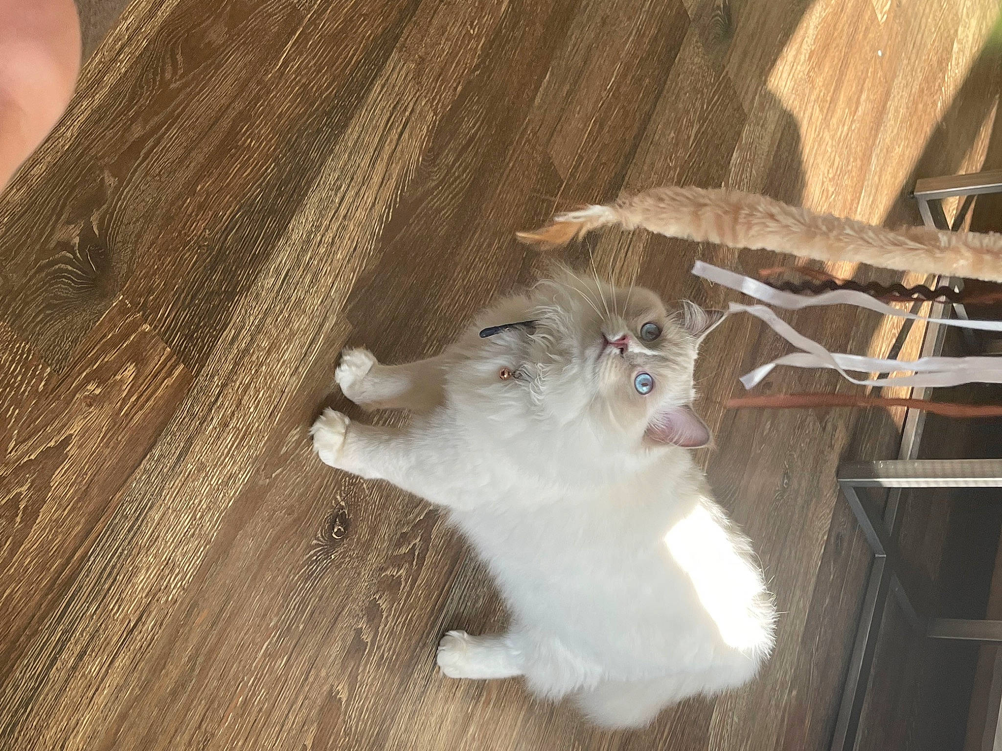 Motu Motu is registered to the contest to win money with this photo: animal_shelter, carnivore, cat, ceiling, domestic_short_haired_cat, fawn, felidae, flooring, fur, hardwood, mammal, pet_supply, small_to_medium_sized_cats, snout, tail, varnish, whiskers, window, wood, wood_stain