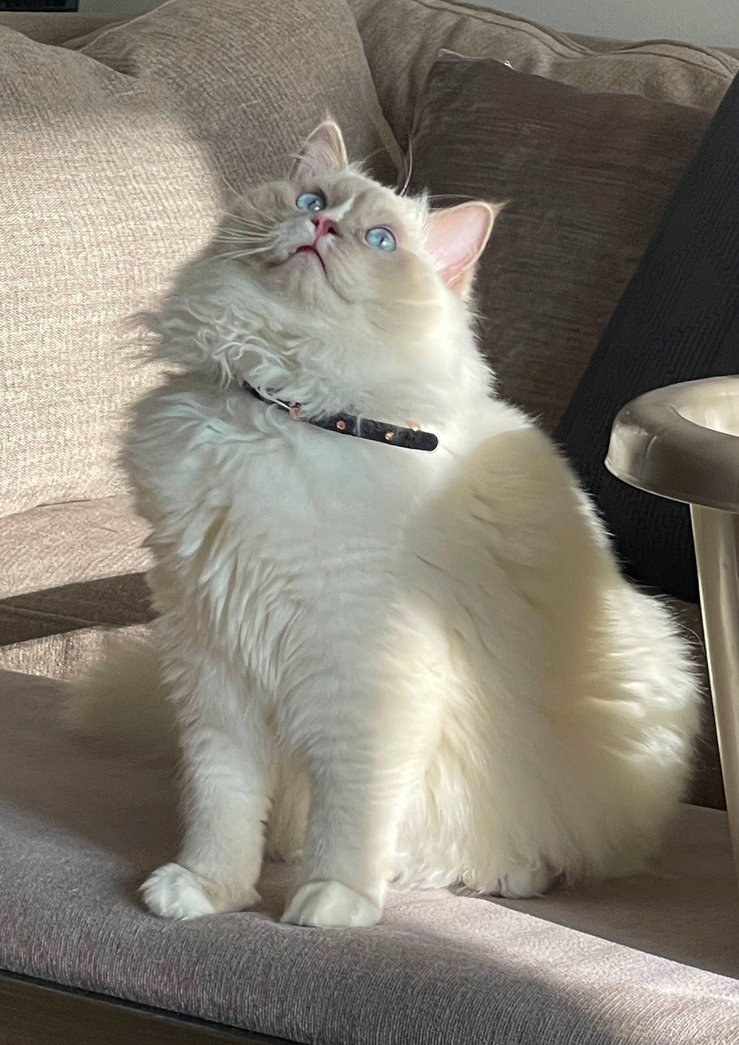 Motu Motu joined the competition — help win amazing prizes! carnivore, cat, claw, comfort, domestic_short_haired_cat, felidae, flooring, fur, grey, paw, ragdoll, sitting, small_to_medium_sized_cats, snout, tail, whiskers