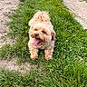Luna a rejoint le concours — aidez-le/la à gagner de superbes lots ! dog, grass, path, outdoor, pet, animal, happy, tongue_out, fluffy, nature, playful, cute, mammal, walking_path, summer, greenery, small_dog, fur, canine, daytime